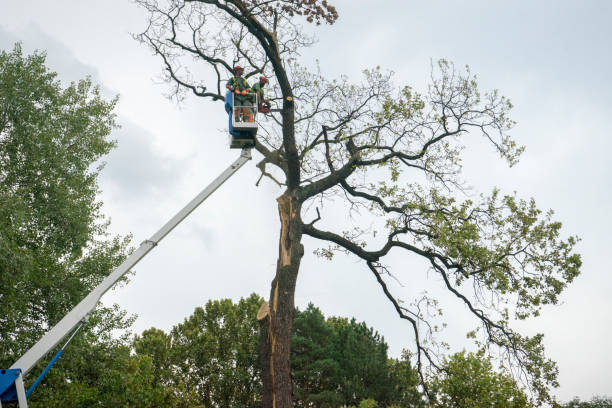 Trusted Manning, SC Tree Care Services Experts